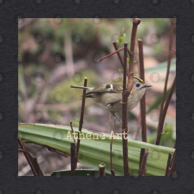 Goldcrest Bird perched on a twig Photograph by Athene Art